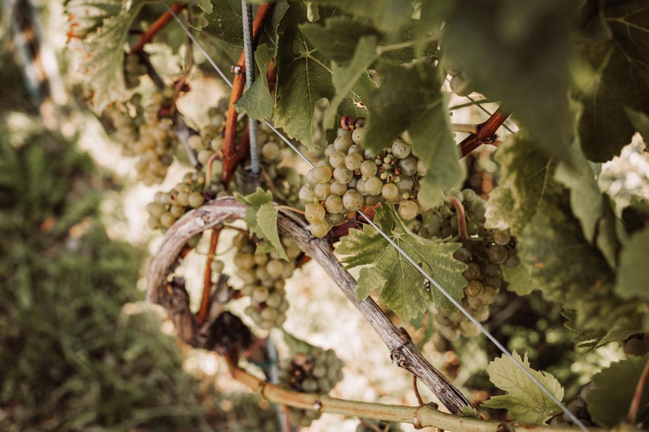 הוילה ליוצכאך Weingut Kollerhof Am Eichberg מראה חיצוני תמונה