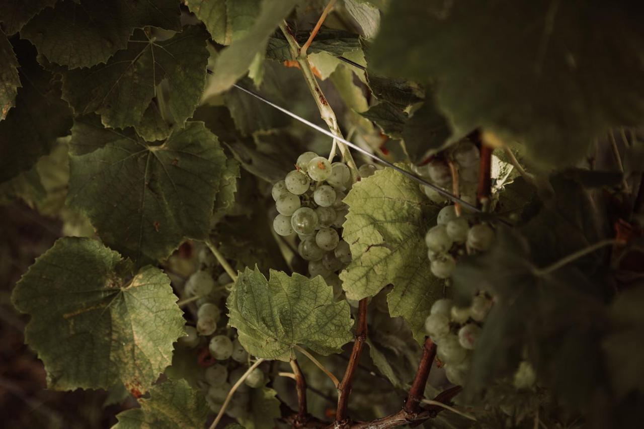 הוילה ליוצכאך Weingut Kollerhof Am Eichberg מראה חיצוני תמונה